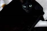 Чорний кіт придумав, як ховатися на найвиднішому місці (ВІДЕО)