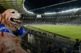 Занадто енергійний собака став зіркою футбольного матчу (ВІДЕО)