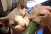Мережа насмішили коти-сфінкси, які жадібно поїдають огірки (ВІДЕО)