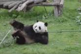 Панда показала кілька бойових трюків і розсмішила Мережа (ВІДЕО)