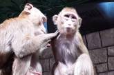 Мережа насмішили мавпи, що миють собаку (ВІДЕО)