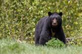 У США ведмідь залишив власників будинку без стіни (ФОТО)