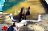 Сбежавший от хозяев буйвол нашелся в бассейне