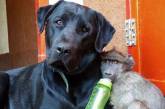 Кошка и собака стали родителями для маленьких бабуинов (ВИДЕО)