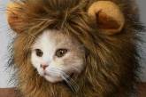 Забавные коты, похожие на львов (ФОТО)