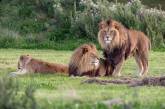 Львы-геи в британском зоопарке. ФОТО