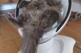 Кошка вздремнула в детской колыбельке и покорила YouTube (ВИДЕО)
