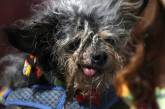 У США обрали «найпотворнішого собаку року» (ФОТО)