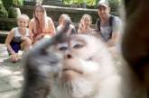 «Неприличное» селфи обезьяны насмешило Сеть (ФОТО)