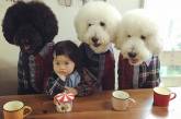 Кумедна дружба японської дівчинки з трьома пуделями розсмішила Мережа (ФОТО)