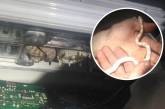 У Києві знайшли змію у пральній машині: зоорятувальники показали фото