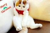Сеть насмешил говорящий кот из Японии (ВИДЕО)