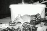 Миша щоночі влаштовує «прибирання» на столі британця (відео)