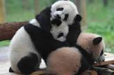 Сеть в восторге от панды, пытающейся разбудить собрата (ВИДЕО)