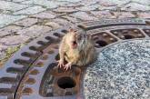 Располневшая за зиму крыса угодила в неловкую ситуацию (видео)