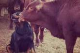 Сеть в восторге от собаки, подружившейся с коровой (ВИДЕО)