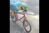 Катающийся на велосипеде попугай покорил YouTube (ВИДЕО)