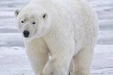 Цікавий білий ведмідь підкорив YouTube (ВІДЕО)