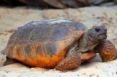 Сеть насмешила «битва» черепахи со своим отражением (ВИДЕО)