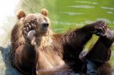 Умора: ведмідь спробував «зняти номер» в американському мотелі (ВІДЕО)