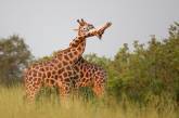 Новий хіт: бійка двох жирафів потрапила на камеру (ВІДЕО(