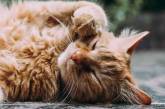 Фотогенічний кіт із притулку став новою зіркою Мережі (ФОТО)