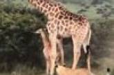 Маленький жираф получил помощь от мамы и спасся от львов (ВИДЕО)