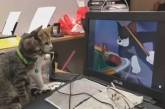Есть чему поучиться: котята внимательно смотрят «Том и Джерри» (ВИДЕО)