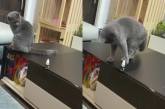 Сеть насмешила борьба кота с желанием сбросить со стола бутылку (ВИДЕО)