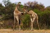 Битва жирафів у стилі кунг-фу (ФОТО)