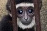 Мавпа в зоопарку завагітніла від свого сусіда крізь крихітний отвір у стіні вольєру (ФОТО)