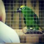 У него в репертуаре немало песен.