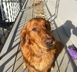 Собака попыталась восполнить потерю любимой палки.