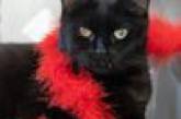 Счастливый чёрный кот принёс своим хозяевам лотерейный выигрыш (ФОТО)