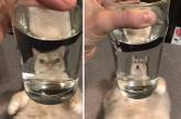 Новий флешмоб: тварин смішно фотографують через скляні предмети (ФОТО)