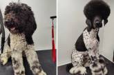 Смішні знімки собак до і після походу до грумера (ФОТО)