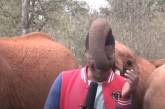 В Кении слоненок решил познакомиться с репортером во время съемок и стал звездой сети (ВИДЕО)