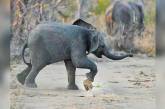 Слоненя в ПАР кумедно пограло у «футбол» (ВІДЕО)
