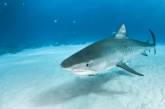 Восьмилетний австралиец умудрился поймать огромную акулу (ФОТО)