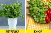 15 пар продуктов, которые чуть ли не каждый день есть у нас на столе, а мы все их путаем