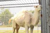 Пікантний конфуз: американка вкусила верблюда за «цікаве» місце