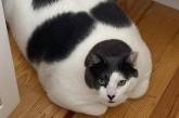 Найтовстіший кіт у світі сів на дієту (ФОТО)
