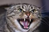 Спокою кінець: семеро цуценят-непосид оточили кішку (ВІДЕО)