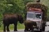 Водители грузовиков с сахарным тростником вынуждены платить «налог» слонам (ВИДЕО)
