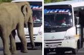 Слон вознамерился влезть в автобус, но его не прокатили (ВИДЕО)
