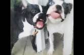 Новый хит: собаки пытаются съесть слизняка, который находится по другую сторону стекла (ВИДЕО)