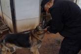 Полицейский открыл дом престарелых для служебных собак на пенсии. ФОТО