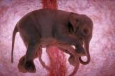 В сети показали 15 фотографий животных в утробе матери (фото)