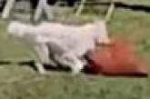 Пёс, крадущий подушки, попадается с поличным благодаря камере видеонаблюдения (ВИДЕО)