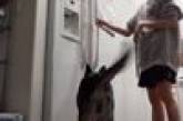 Варто лише господині відкрити холодильник, як її собака робить дикі стрибки (ВІДЕО)